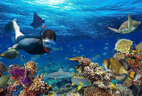 Imagen 2